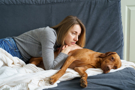 Vizsla laying in bed with pet parent
