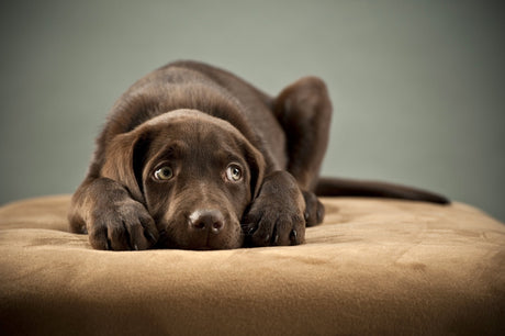Parvo Treatment for Dogs