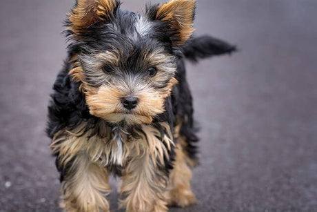 Healing Your Pet with a Fecal Microbiota Transplant