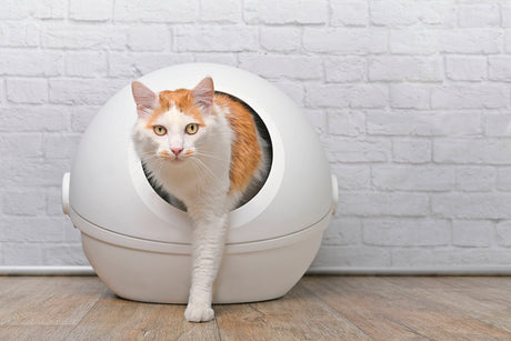 Cat Diarrhea: What Owners Can Do To Help And When To Seek Veterinary Care