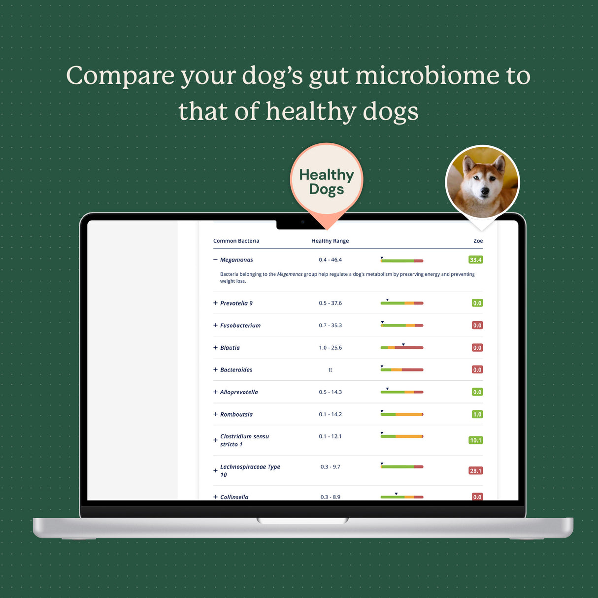 Gut Microbiome Test for Dogs