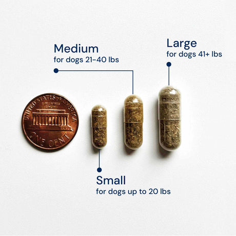 Size comparison of small, medium, large capsules beside a penny.