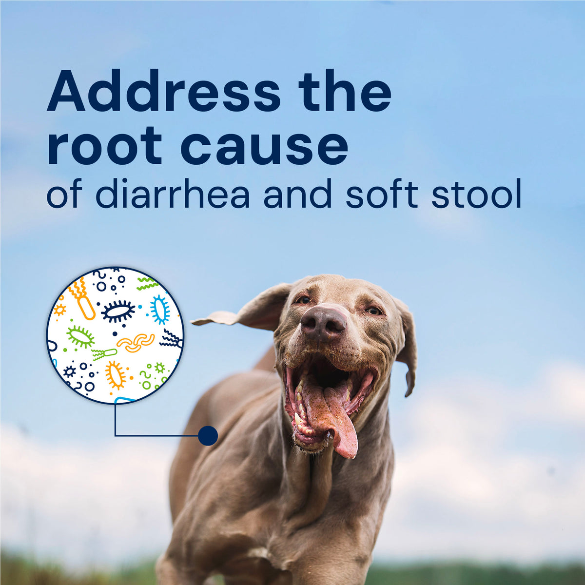 Gut Restore Supplement from Raw-Fed Dogs