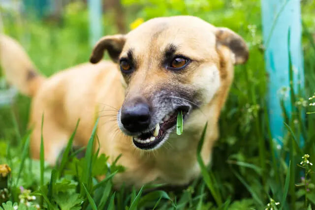 Why Do Dogs Eat Grass? Main Reasons, Safety, and More