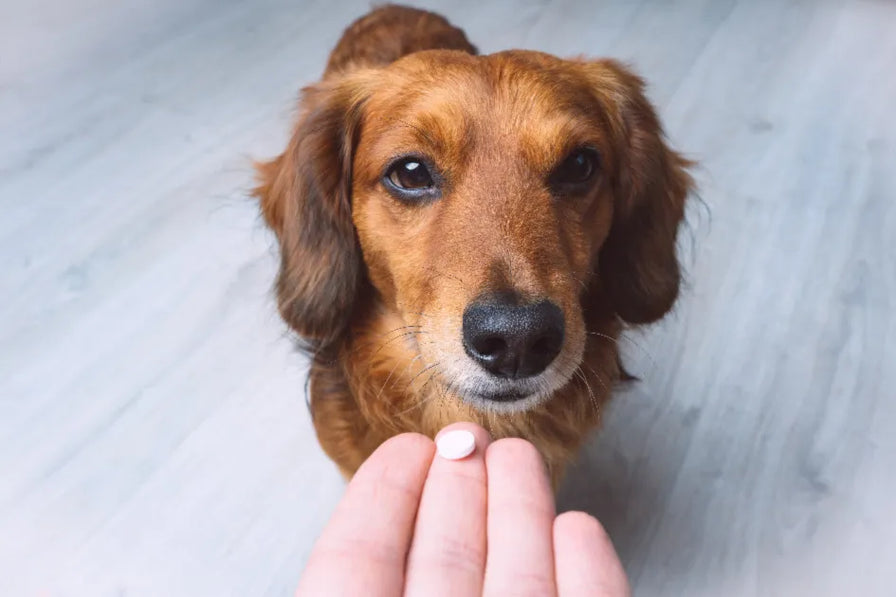 How to Give a Dog a Pill: Guide for Pet Parents