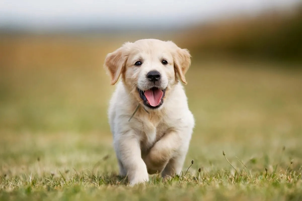 How To Deal with Puppy Diarrhea: Your Pup’s New Gut Needs Extra Care