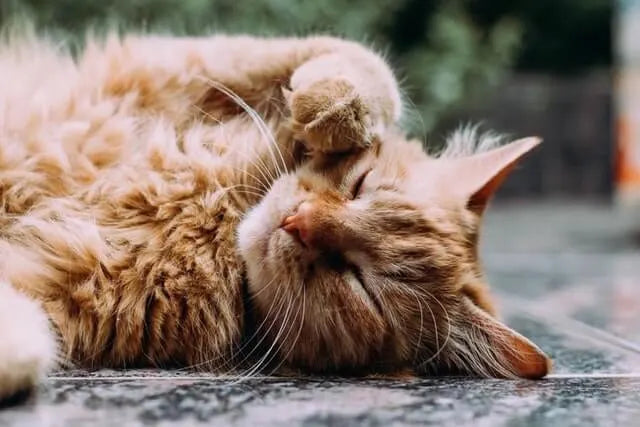 9 Ways to Improve Your Cat’s Digestive Health