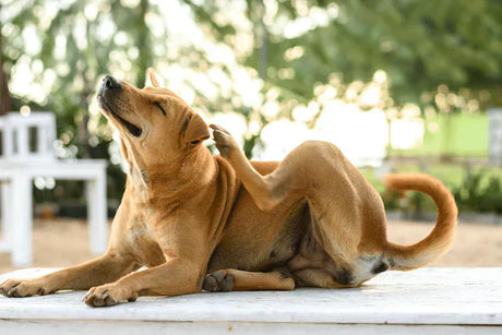 Atopic Dermatitis in Dogs: Symptoms and Treatment in 2026