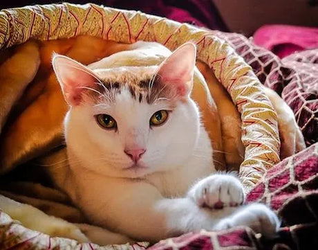 Pancreatitis in Cats: a Silent Killer