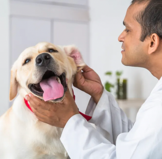 C. difficile in Dogs: A Solution That Works Better Than Antibiotics ...
