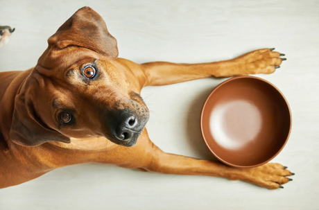 Dog with empty bowl looking up