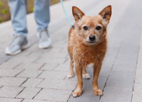 Your Dog Needs Vitamin D, But Too Much Can Be Toxic