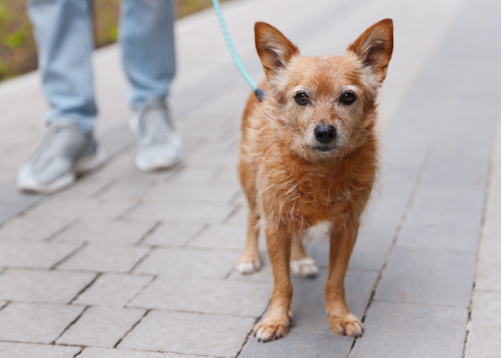 Your Dog Needs Vitamin D, But Too Much Can Be Toxic