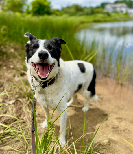 How We Care for Our Old Dogs (and How You Can, Too)