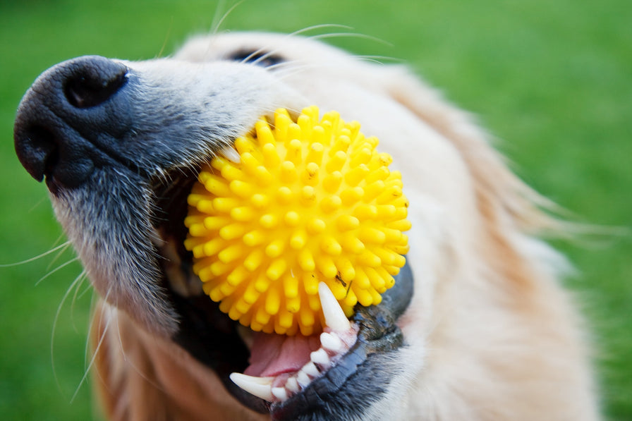 What Causes Bad Breath in Dogs & How to Get Rid of It￼