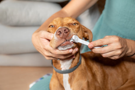 Beat Gum Disease: New, Easy Ways to Improve Your Dog’s Oral Health