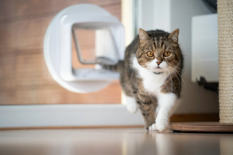 Inflammatory Bowel Disease (IBD) in Cats: What it is, Symptoms, Treatment