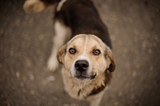 Effective Ways for Pet Parents to Manage Dog Skin Yeast Infections
