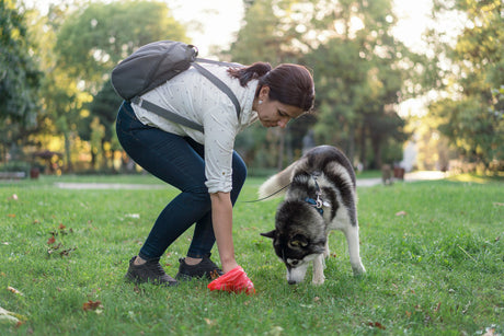 What Do Yellow Bowel Movements in Dogs Mean?