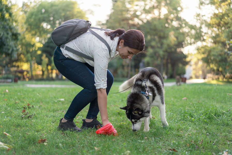 What Do Yellow Bowel Movements in Dogs Mean?