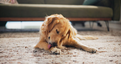 Why Do Dogs Lick Their Paws
