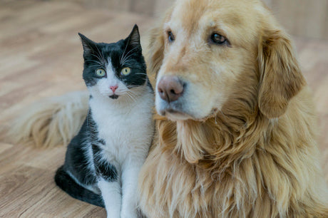 Meet Peptacetobacter hiranonis: A Next-Generation Probiotic for Pet Gut Health