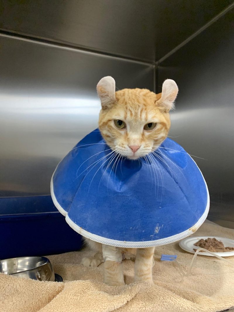 Signs, Symptoms, Diagnosis, and Treatment of FIP in Cats (2026 Updated)