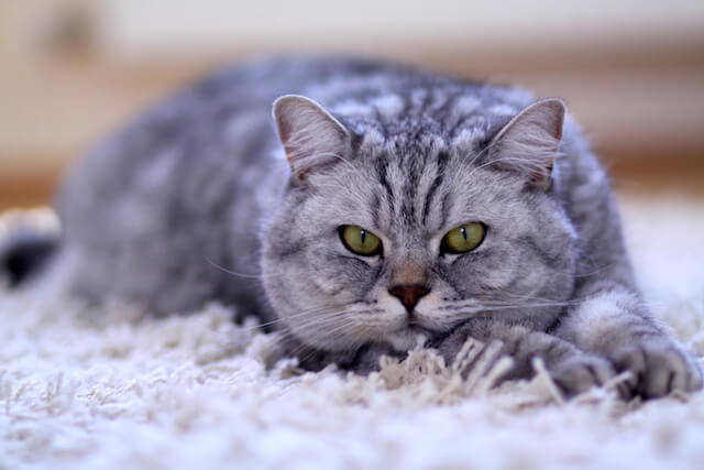 benefits of b12 injections for cats VITAMIN INJECTION 1000 mcg/mL Vitamin B12 Injectable | City