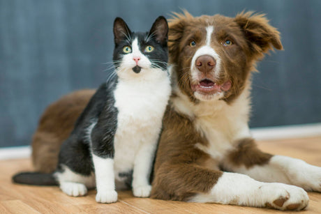 How To Support Your Pet's Gut Microbiome During & After Antibiotics