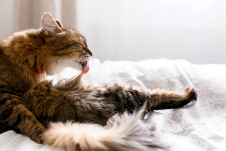 Long-haired cat grooming herself