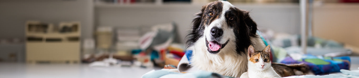 DOG-DAY Sale
