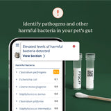 Gut Microbiome Test for Cats