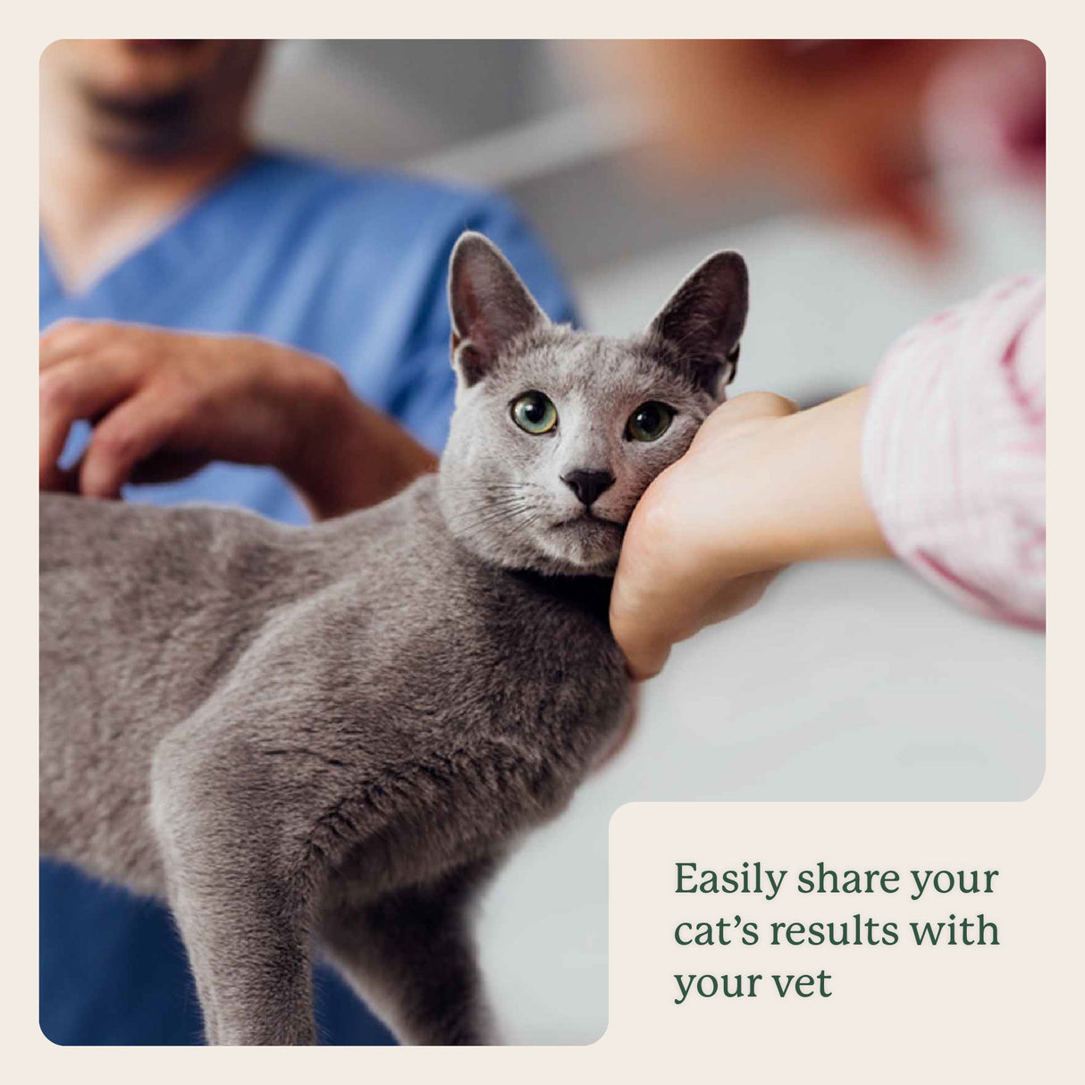 Gut Microbiome Test for Cats