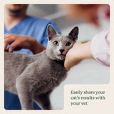 Gut Microbiome Test for Cats