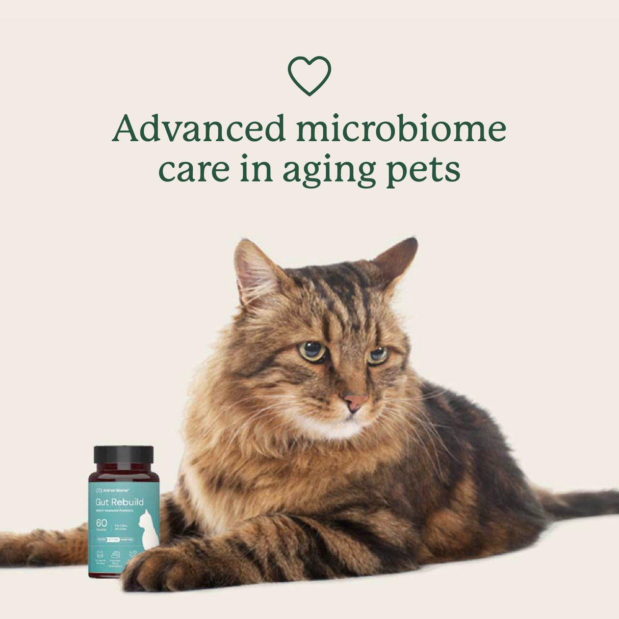 Gut Rebuild for Cats