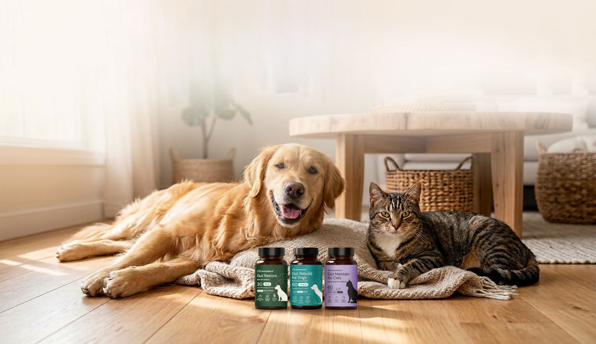 A golden retriever and a tabby cat rest on a blanket on a wooden floor, with three supplement bottles placed in front of them in a bright, sunlit room.