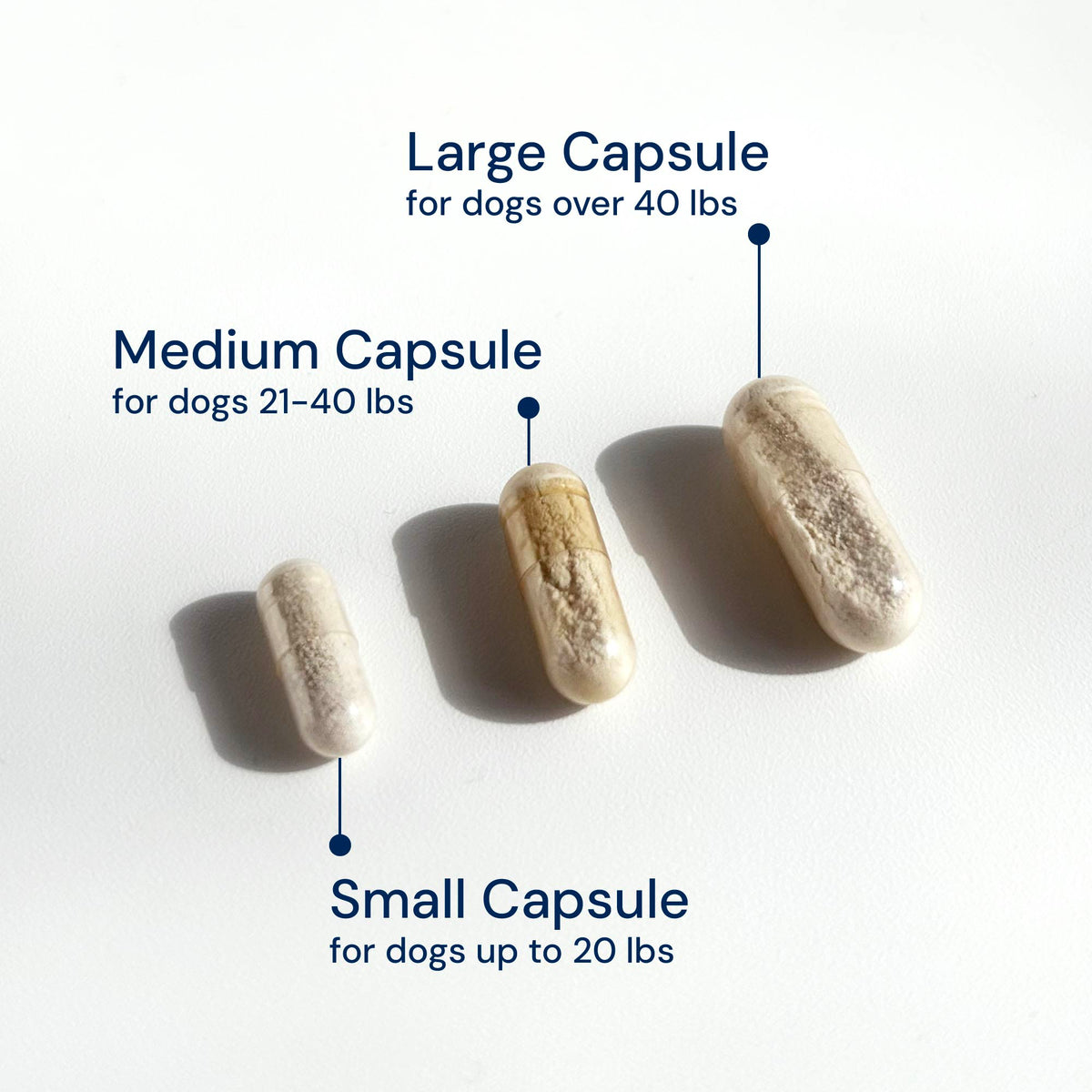 Diarrhea Solutions for Cats and Dogs | AnimalBiome – Tagged