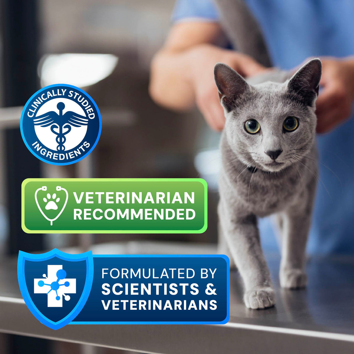 Cat Discount Vet Care Cats Veterinary Hospital Pet Just Cats